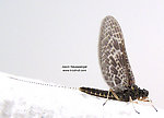 Female Callibaetis ferrugineus (Speckled Spinner) Mayfly Dun