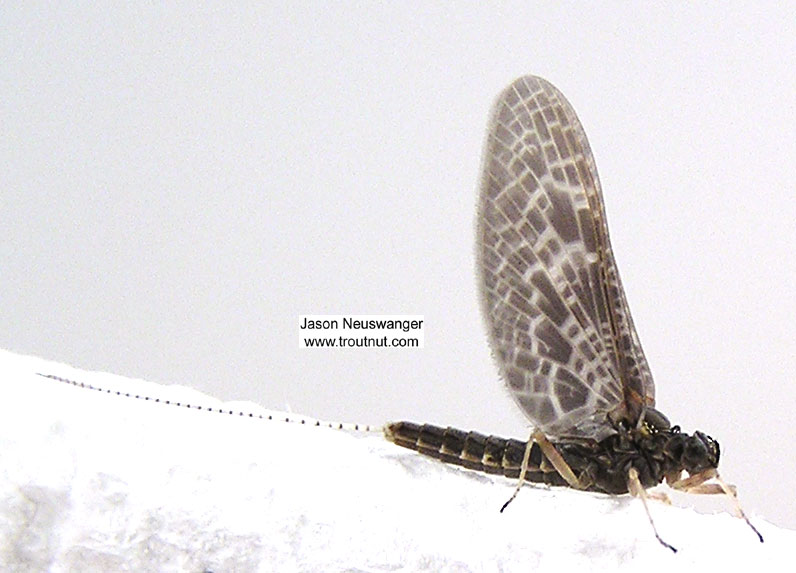 Female Callibaetis ferrugineus (Speckled Spinner) Mayfly Dun from unknown in Wisconsin