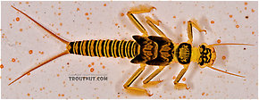 Isogenoides hansoni (Appalachian Springfly) Stonefly Nymph