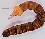 Hexatoma  True Fly Larva
