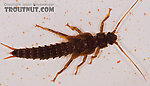 Pteronarcys proteus (Salmonfly) Stonefly Nymph