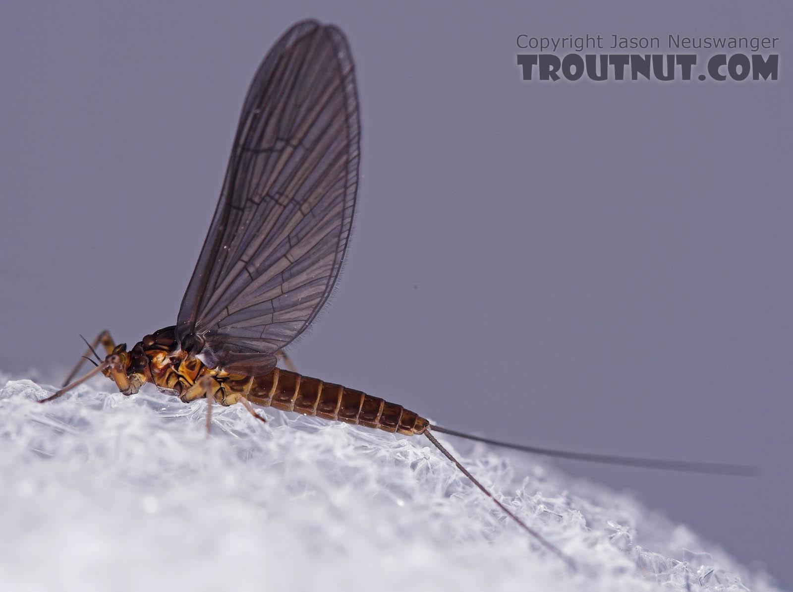 Female Baetis (Blue-Winged Olives) Mayfly Dun from Mongaup Creek in New York