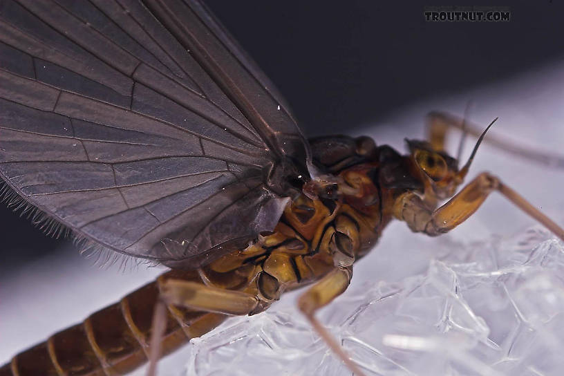 Female Baetis (Blue-Winged Olives) Mayfly Dun from Mongaup Creek in New York