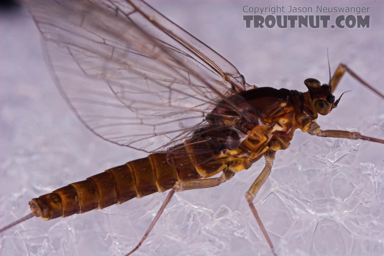 Female Baetis (Blue-Winged Olives) Mayfly Spinner from Mongaup Creek in New York