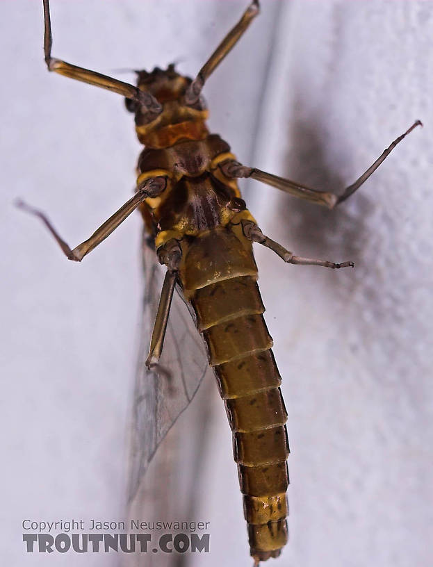Female Baetis (Blue-Winged Olives) Mayfly Spinner from Mongaup Creek in New York