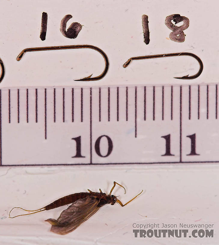 Female Paraleptophlebia (Blue Quills and Mahogany Duns) Mayfly Dun from the Beaverkill River in New York