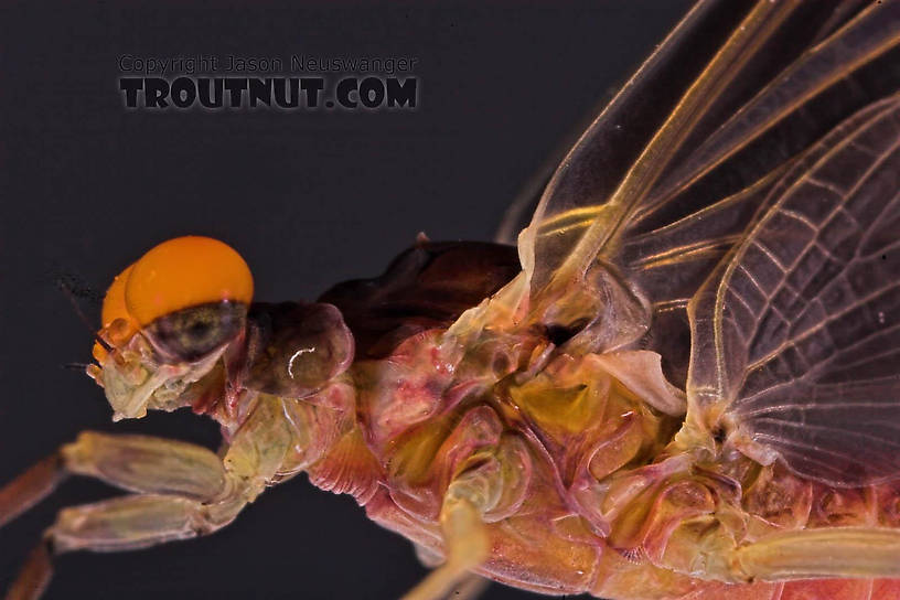 Male Ephemerella subvaria (Hendrickson) Mayfly Dun from the Beaverkill River in New York