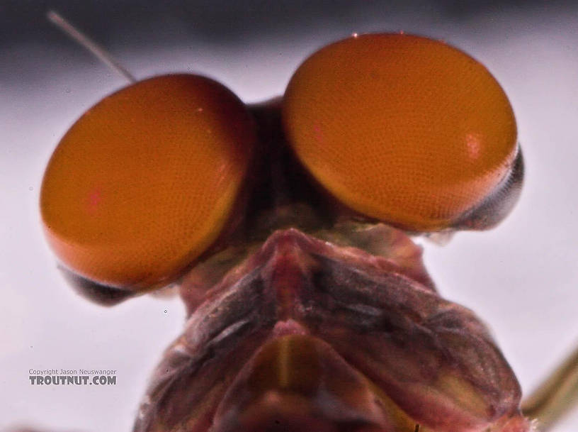 Male Ephemerella subvaria (Hendrickson) Mayfly Dun from the Beaverkill River in New York