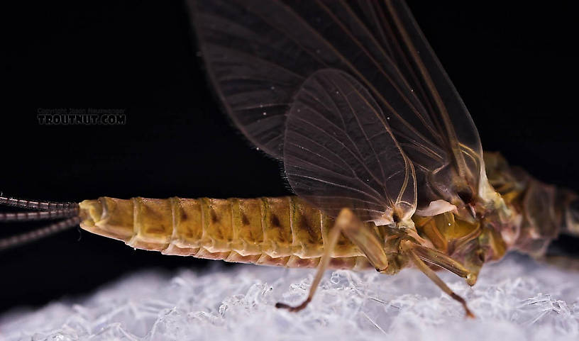 Female Ephemerella subvaria (Hendrickson) Mayfly Dun from the Beaverkill River in New York