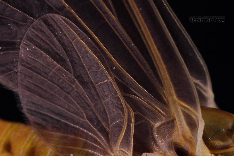 Female Ephemerella subvaria (Hendrickson) Mayfly Dun from the Beaverkill River in New York