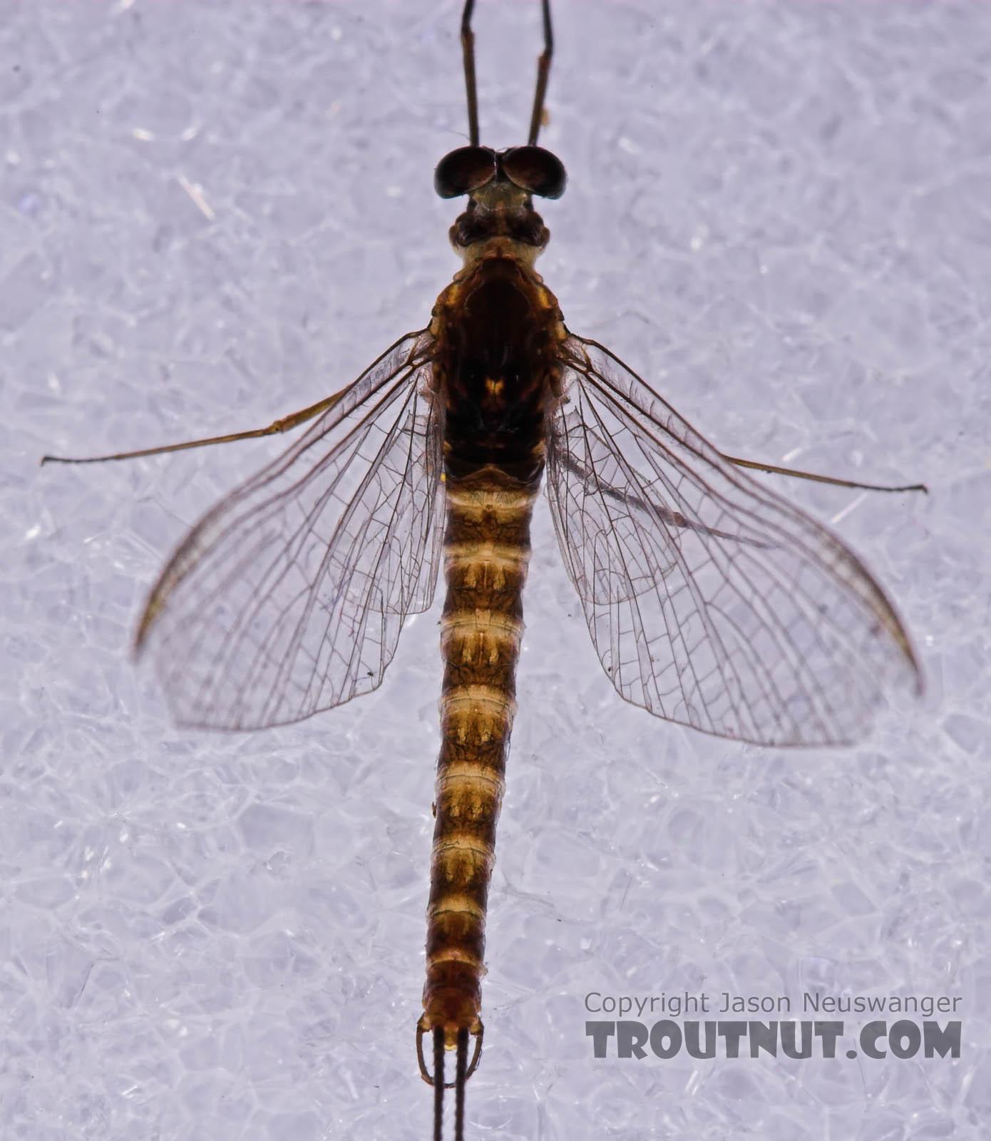 Male Epeorus pleuralis (Quill Gordon) Mayfly Spinner from Mongaup Creek in New York