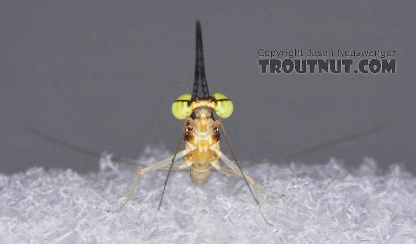 Male Leucrocuta hebe (Little Yellow Quill) Mayfly Spinner from the Teal River in Wisconsin
