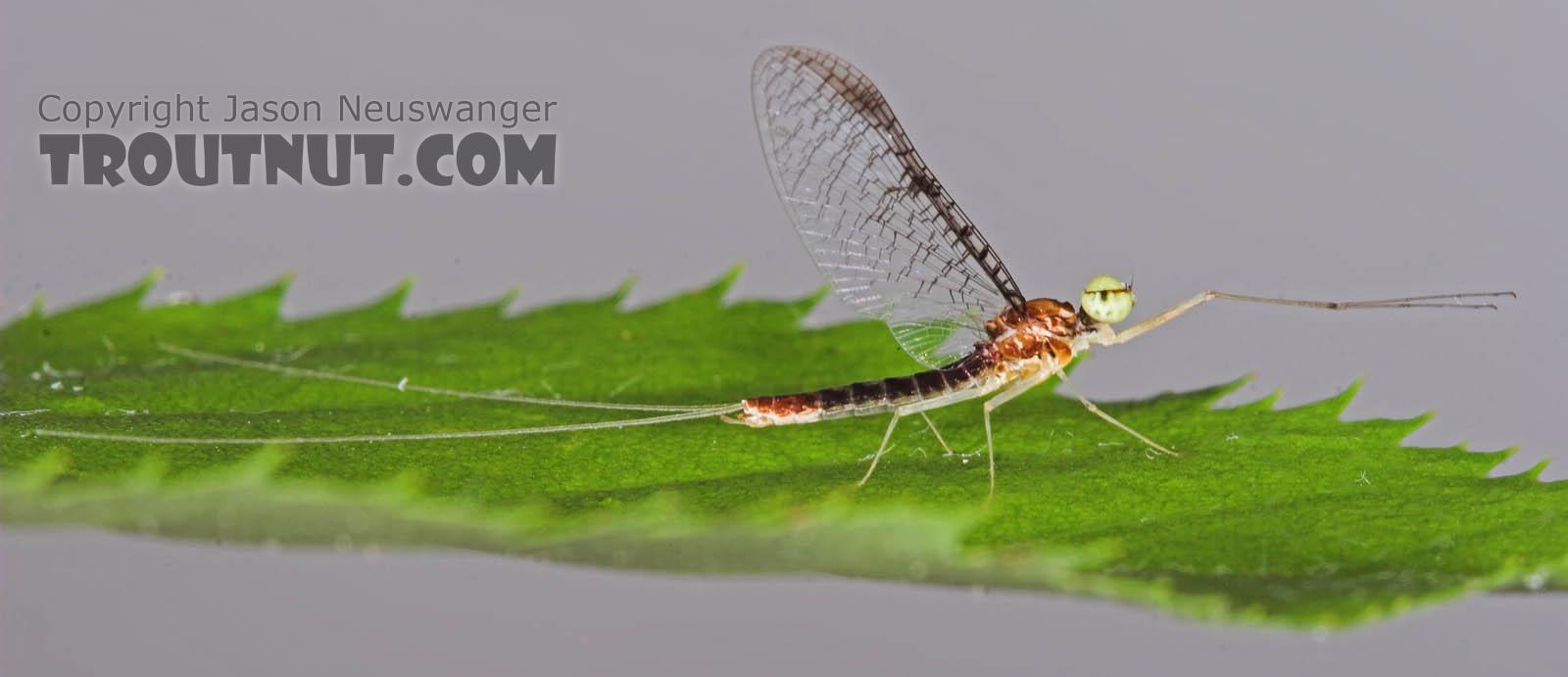 Male Leucrocuta hebe (Little Yellow Quill) Mayfly Spinner from the Teal River in Wisconsin