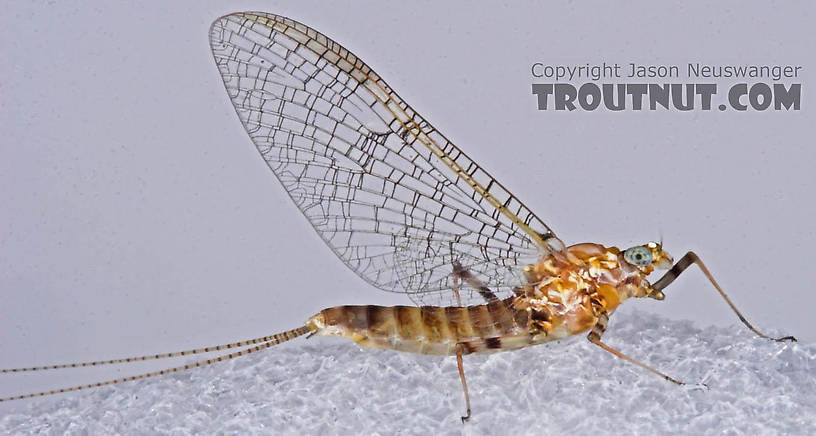 Female Maccaffertium (March Browns and Cahills) Mayfly Spinner from the Bois Brule River in Wisconsin