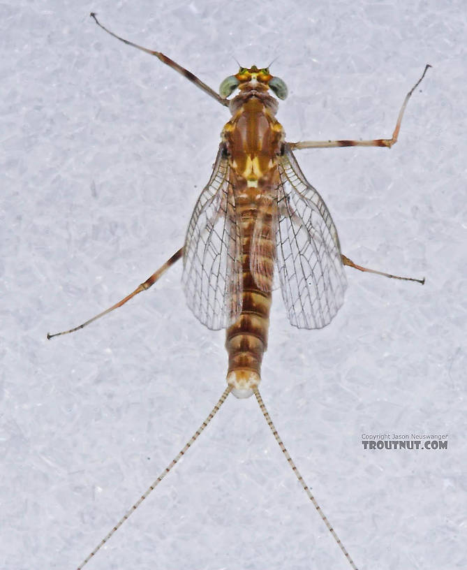 Female Maccaffertium (March Browns and Cahills) Mayfly Spinner from the Bois Brule River in Wisconsin