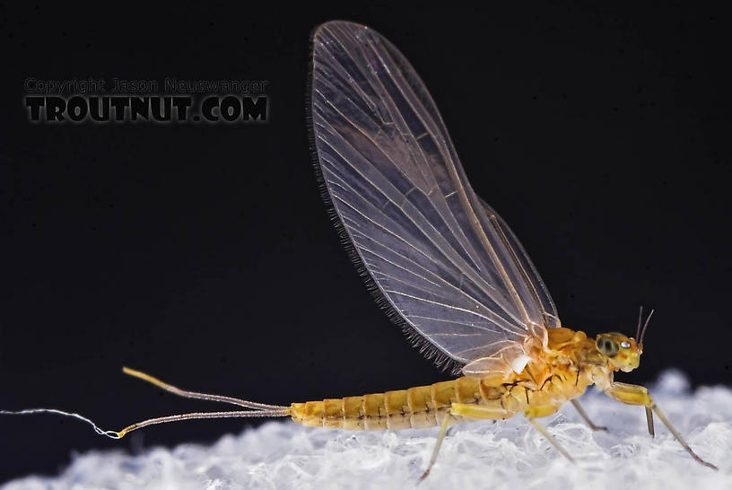 Female Baetis (Blue-Winged Olives) Mayfly Dun from the Bois Brule River in Wisconsin