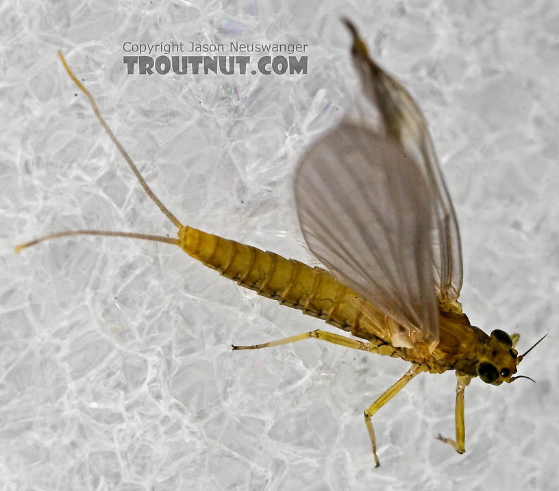 Female Baetis (Blue-Winged Olives) Mayfly Dun from the Bois Brule River in Wisconsin