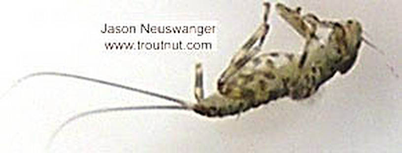 Epeorus vitreus (Sulphur) Mayfly Nymph from unknown in Wisconsin