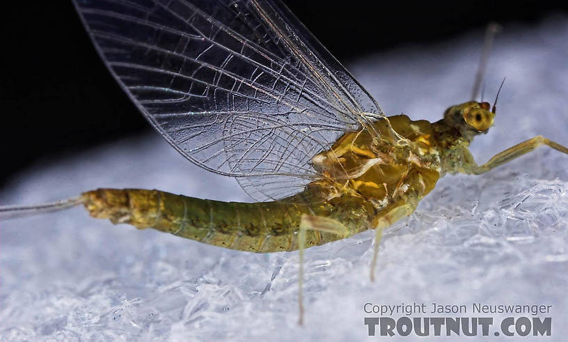 Female Ephemerella excrucians (Pale Morning Dun) Mayfly Spinner from the Bois Brule River in Wisconsin