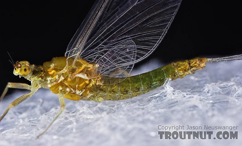 Female Ephemerella excrucians (Pale Morning Dun) Mayfly Spinner from the Bois Brule River in Wisconsin