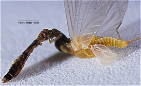 Female Ephemerellidae (Hendricksons, Sulphurs, PMDs, BWOs) Mayfly Dun