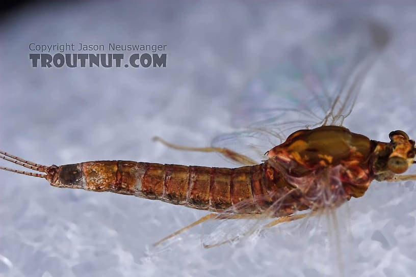 Female Ephemerellidae (Hendricksons, Sulphurs, PMDs, BWOs) Mayfly Spinner from the Bois Brule River in Wisconsin