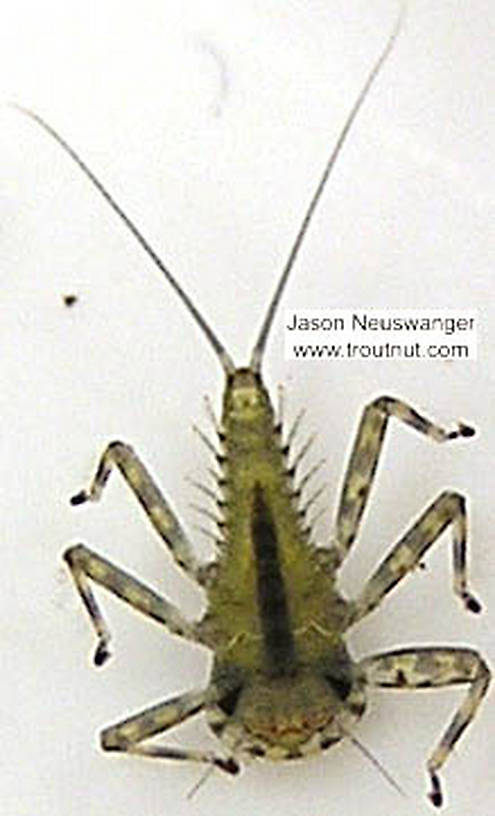 Epeorus vitreus (Sulphur) Mayfly Nymph from unknown in Wisconsin