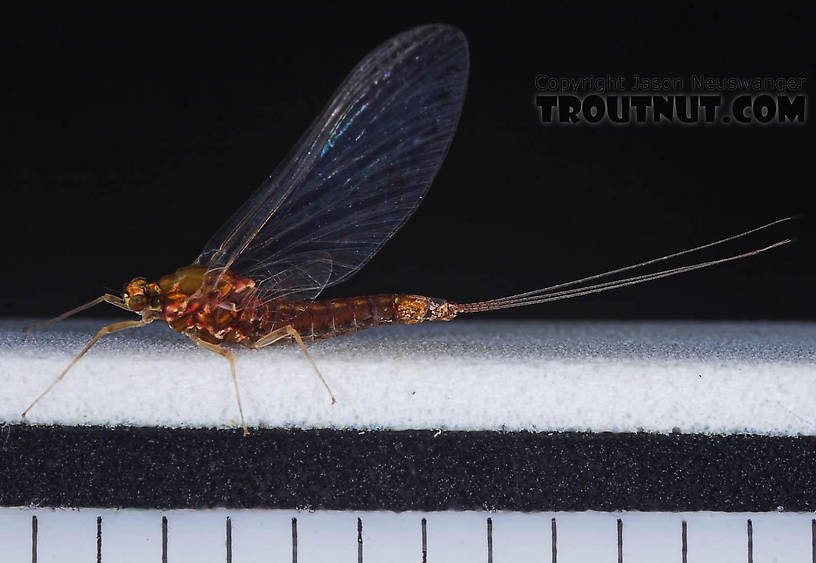 Female Ephemerellidae (Hendricksons, Sulphurs, PMDs, BWOs) Mayfly Spinner from the Bois Brule River in Wisconsin
