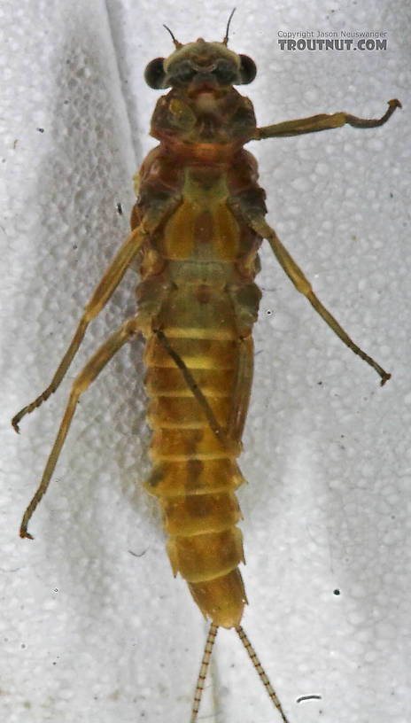 Female Ephemerella subvaria (Hendrickson) Mayfly Dun from the West Branch of the Delaware River in New York