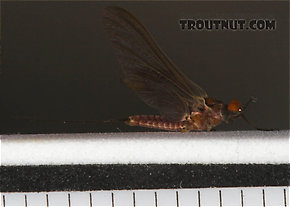 Male Ephemerella subvaria (Hendrickson) Mayfly Dun