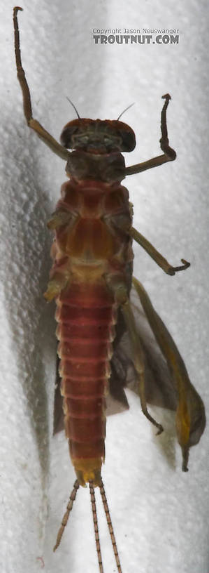 Male Ephemerella subvaria (Hendrickson) Mayfly Dun from the West Branch of the Delaware River in New York
