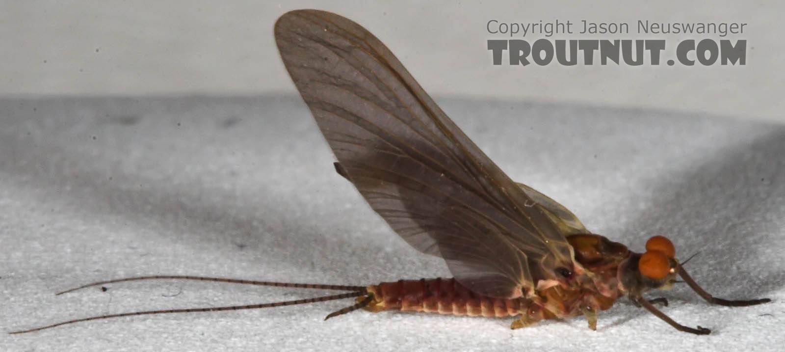 Male Ephemerella subvaria (Hendrickson) Mayfly Dun from the West Branch of the Delaware River in New York