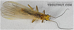 Perlodidae (Springflies and Yellow Stones) Stonefly Adult