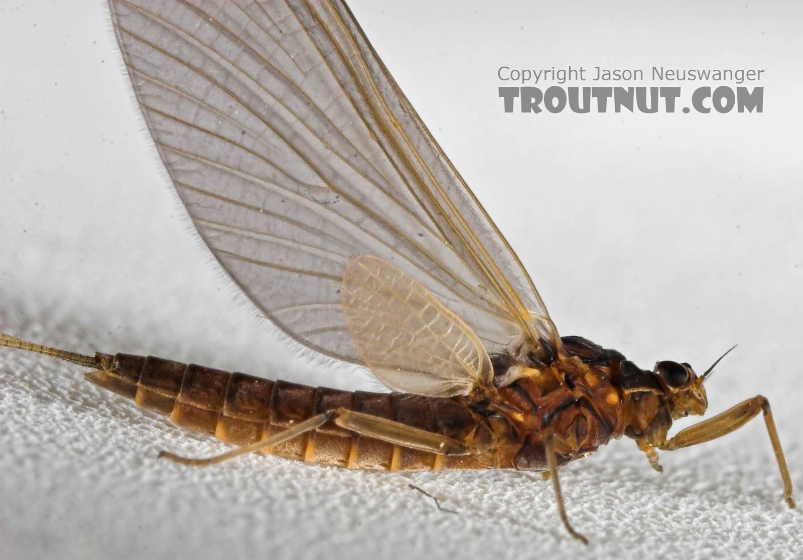 Female Paraleptophlebia (Blue Quills and Mahogany Duns) Mayfly Dun from the Beaverkill River in New York