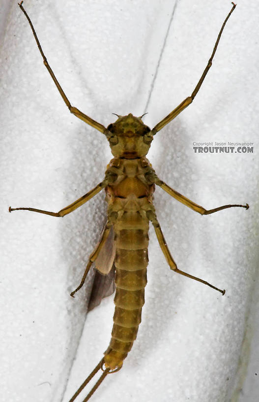 Male Epeorus pleuralis (Quill Gordon) Mayfly Dun from the Beaverkill River in New York