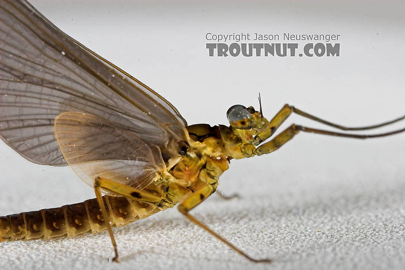 Male Epeorus pleuralis (Quill Gordon) Mayfly Dun from the Beaverkill River in New York