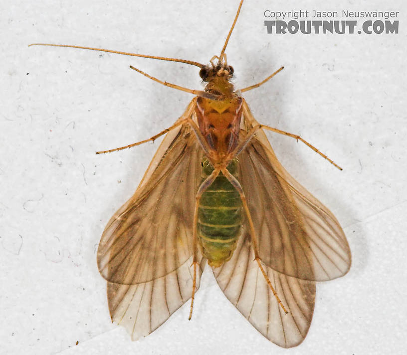 Brachycentrus appalachia (Apple Caddis) Caddisfly Adult from the Beaverkill River in New York