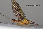 Female Maccaffertium (March Browns and Cahills) Mayfly Adult