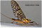 Female Maccaffertium (March Browns and Cahills) Mayfly Adult