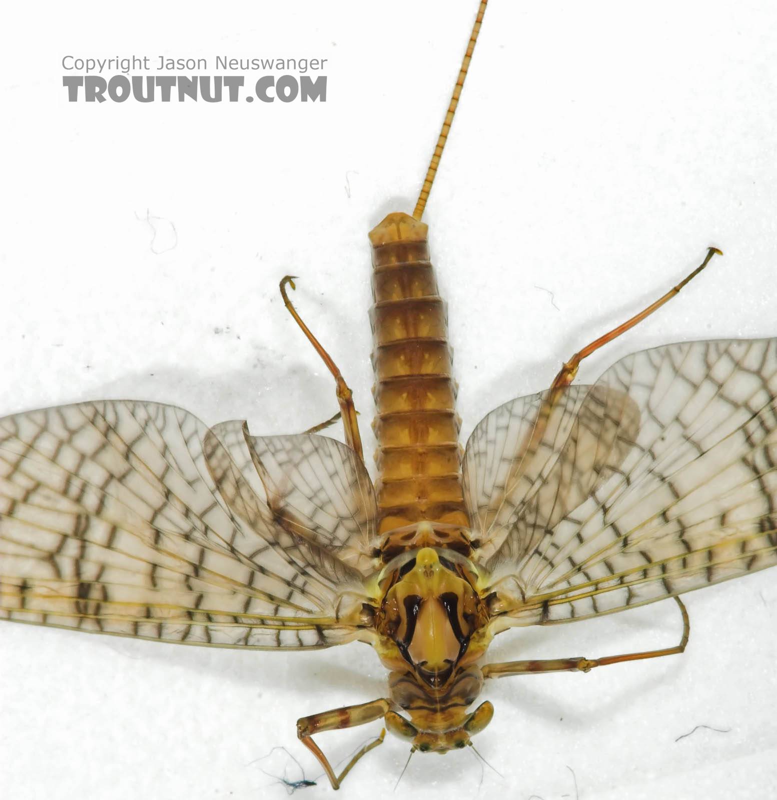 Female Maccaffertium (March Browns and Cahills) Mayfly Adult from the Namekagon River in Wisconsin