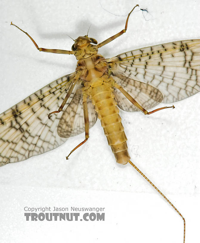 Female Maccaffertium (March Browns and Cahills) Mayfly Adult from the Namekagon River in Wisconsin