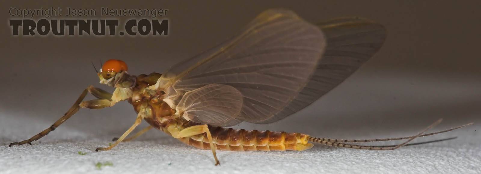 Male Ephemerella invaria (Sulphur Dun) Mayfly Dun from the Namekagon River in Wisconsin