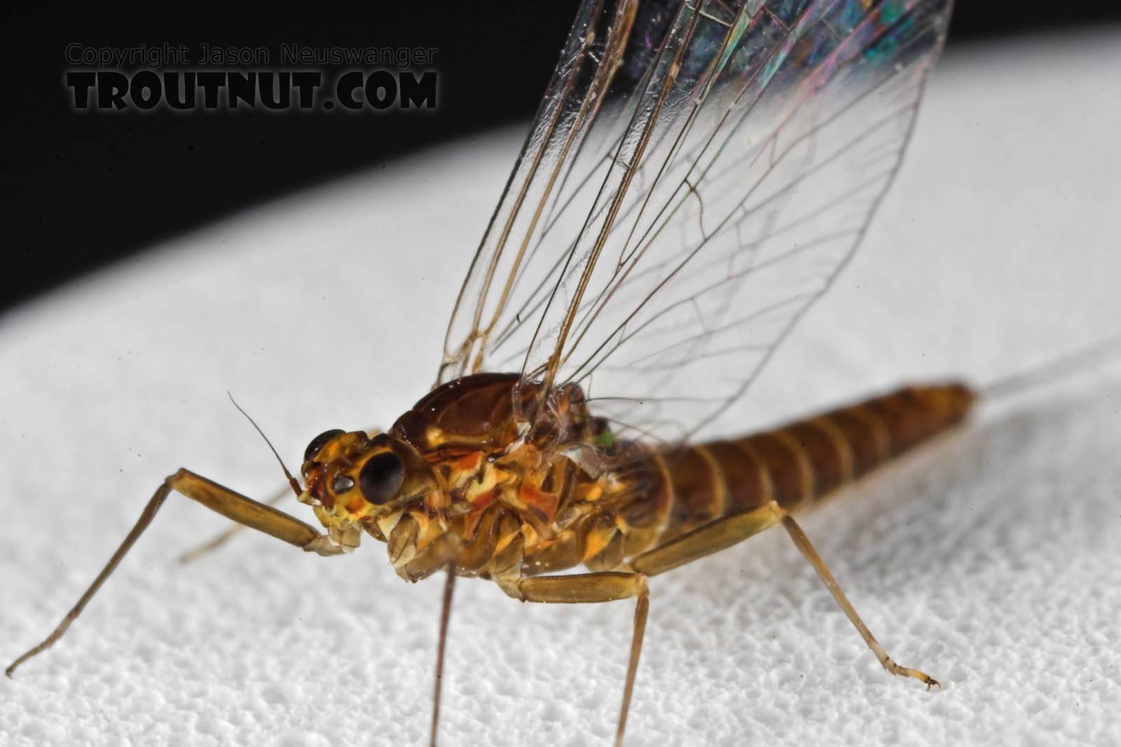 Female Baetidae (Blue-Winged Olives) Mayfly Spinner from the Namekagon River in Wisconsin