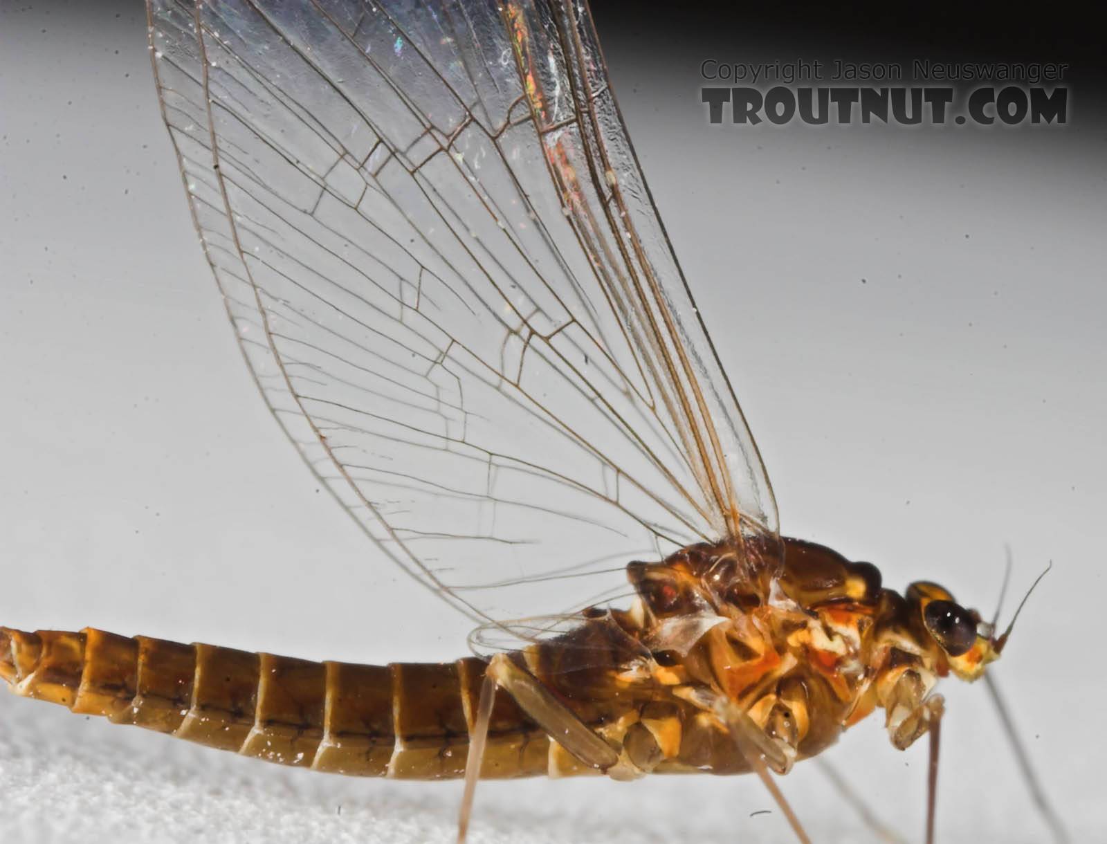Female Baetidae (Blue-Winged Olives) Mayfly Spinner from the Namekagon River in Wisconsin