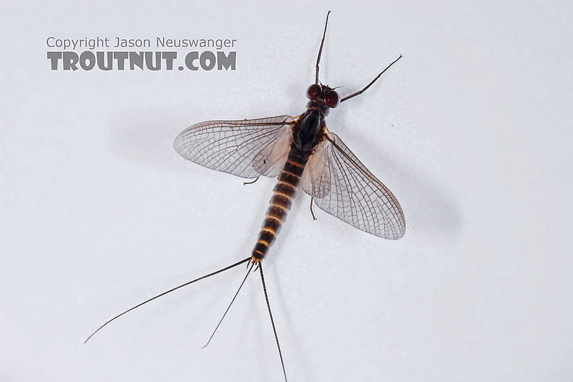 Male Leptophlebia cupida (Borcher Drake) Mayfly Dun from the Teal River in Wisconsin