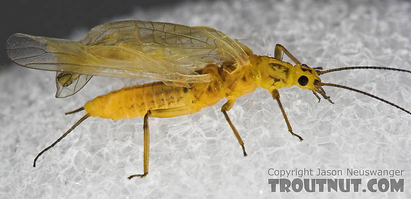 Isoperla (Stripetails and Yellow Stones) Stonefly Adult from Salmon Creek in New York