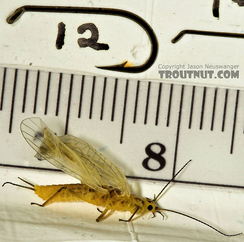 Isoperla (Stripetails and Yellow Stones) Stonefly Adult from Salmon Creek in New York
