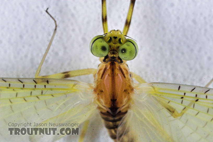 Male Stenacron (Light Cahills) Mayfly Dun from the Teal River in Wisconsin