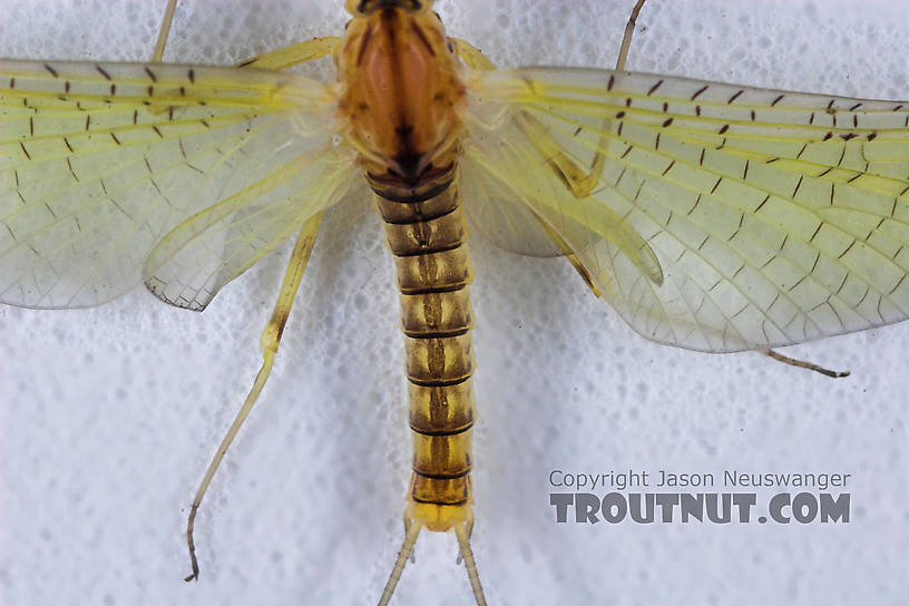 Male Stenacron (Light Cahills) Mayfly Dun from the Teal River in Wisconsin