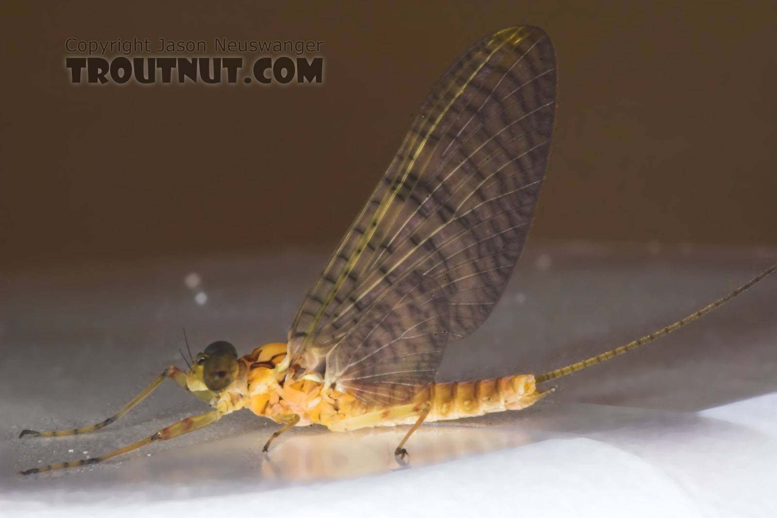 Male Maccaffertium (March Browns and Cahills) Mayfly Dun from the Namekagon River in Wisconsin